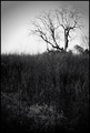Field Story