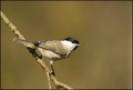 Parus palustris