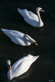 Swans