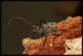 Longhorn beetle