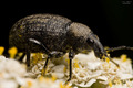 Vine weevil be…