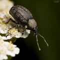 Vine weevil be…