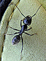 mali mrav