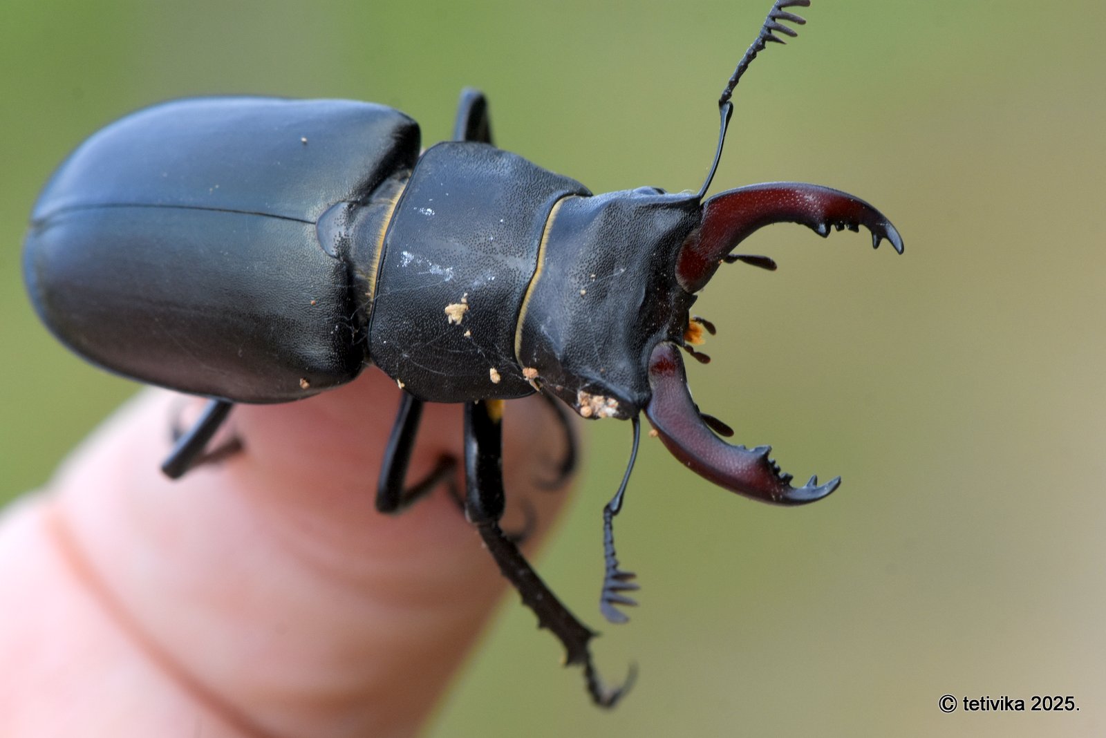 Jelenak, Lucanus cervus