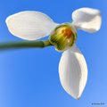 Galanthus niva…