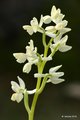 Orchis provinc…