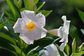 Mandevilla (Di…