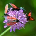 Zygaena purpur…