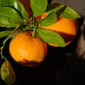 Mandarina, Cit…