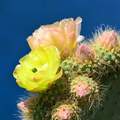 kaktus iz Prap…