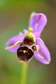 Ophrys rhodost…