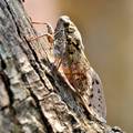 Cvrčak, Cicada…