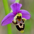 Ophrys zinsmei…