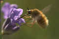 Bombylius major