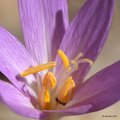 Colchicum autu…