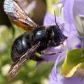 Crna pčela drv…