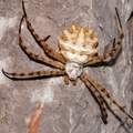 Argiope lobata…