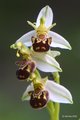 Ophrys apifera