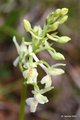 Orchis provinc…