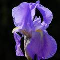 Iris sp.