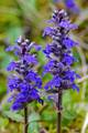 Iva, Ajuga rep…