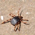 Krpelj, Ixodes…