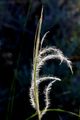 Kovilje, Stipa…