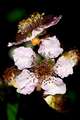 Kupina, Rubus …