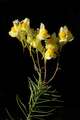 Linaria supina