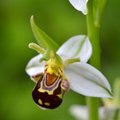 Ophrys apifera…