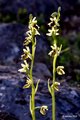 Ophrys liburni…