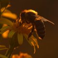 Pčela, Apis me…