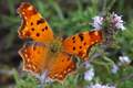  Polygonia egea