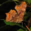  Polygonia egea