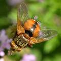 Tachina fera, …