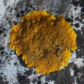 Xanthoria