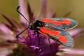 Zygaena purpur…