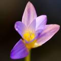 Crocus sp.