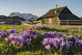 Velika planina