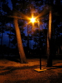 šumska svjetil…