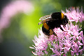 Bumblebee and …