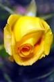 žuta ruža,  a …