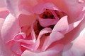 roza srce ruže