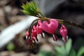 Dicentra spect…