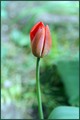 vrijeme tulipa…