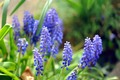 muscari