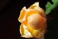 žuta ruža iz T…