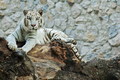 White Tigers 