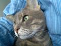 Suljo, The Cat…