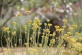 smilje u vrtu